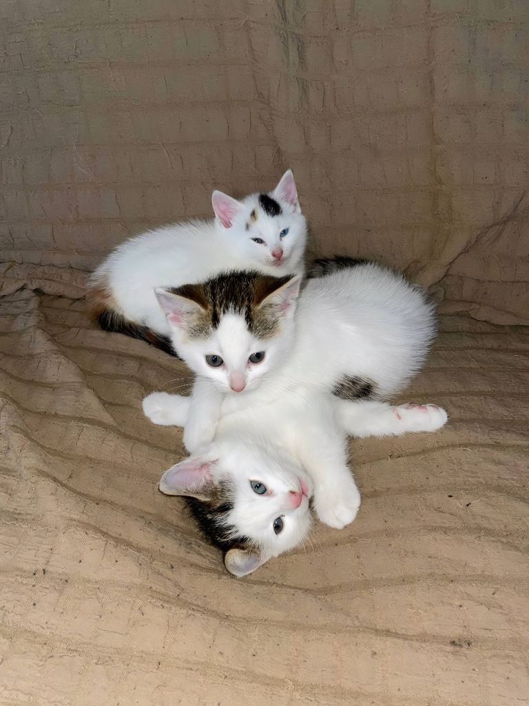 Adorable kittens looking for forever homes 😻