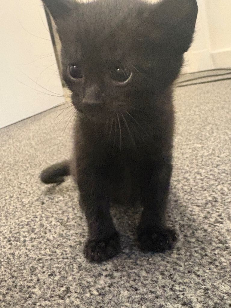 Kittens 
