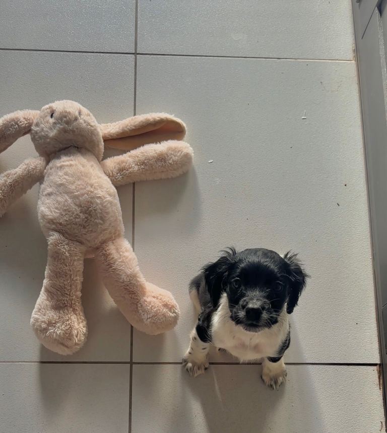 10 week old spring spaniel puppy 