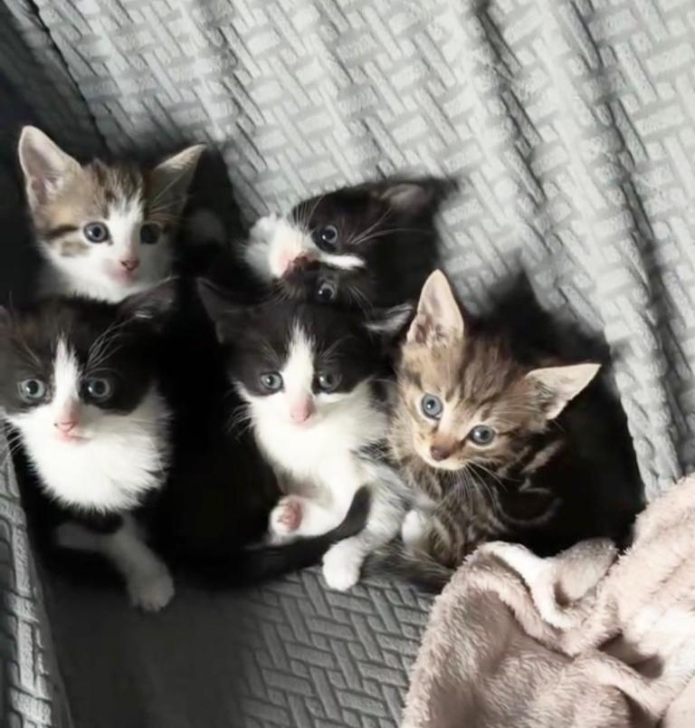 Kittens for sale 