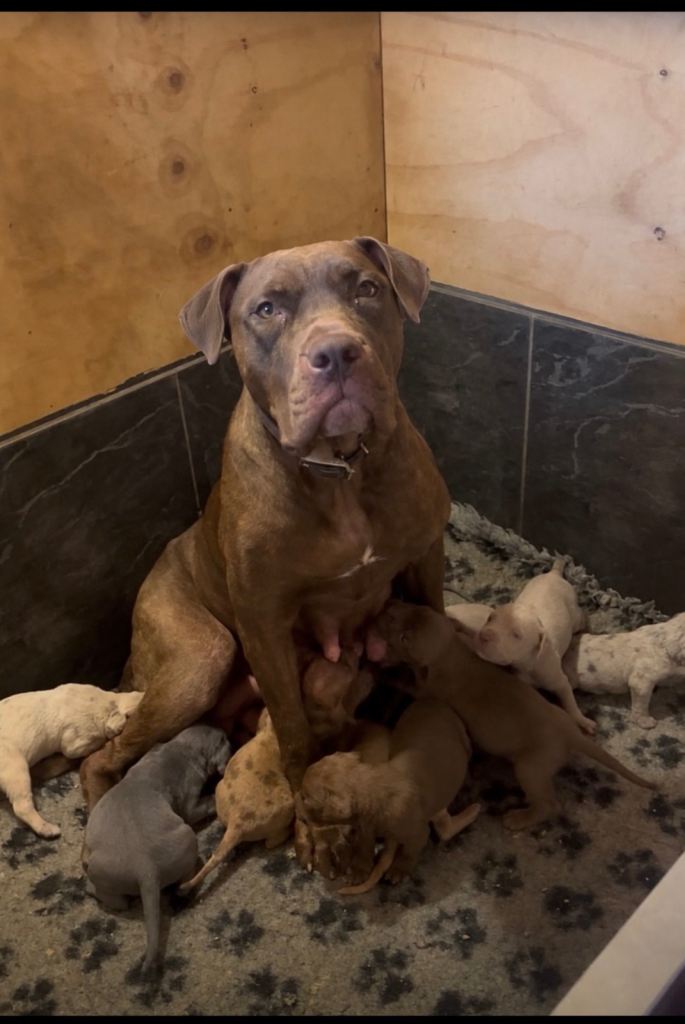 American mastiff puppies 
