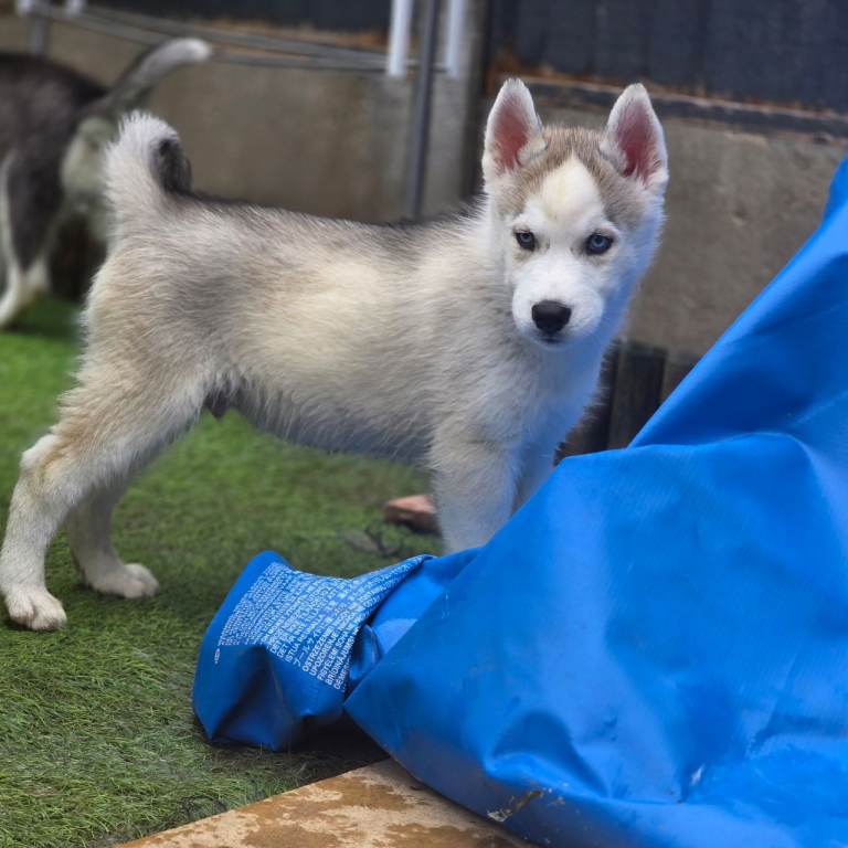 Last siberian husky boy left 