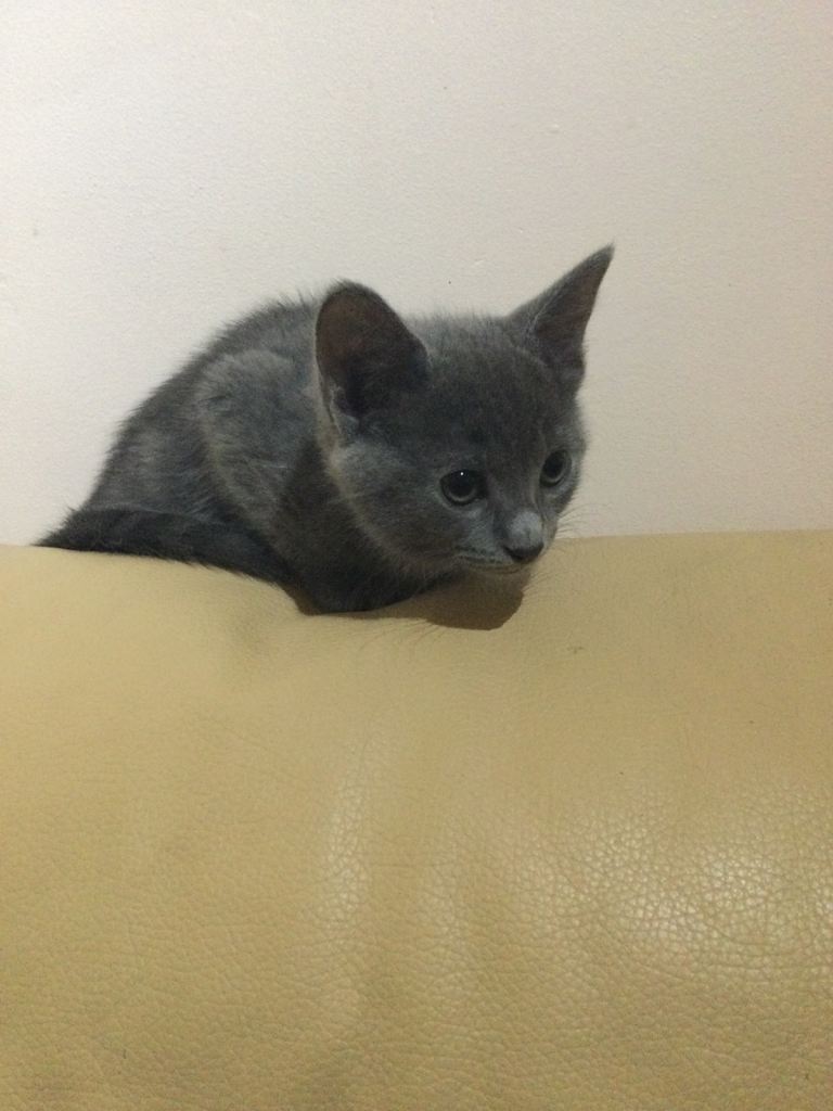Two Female kitten kittens 