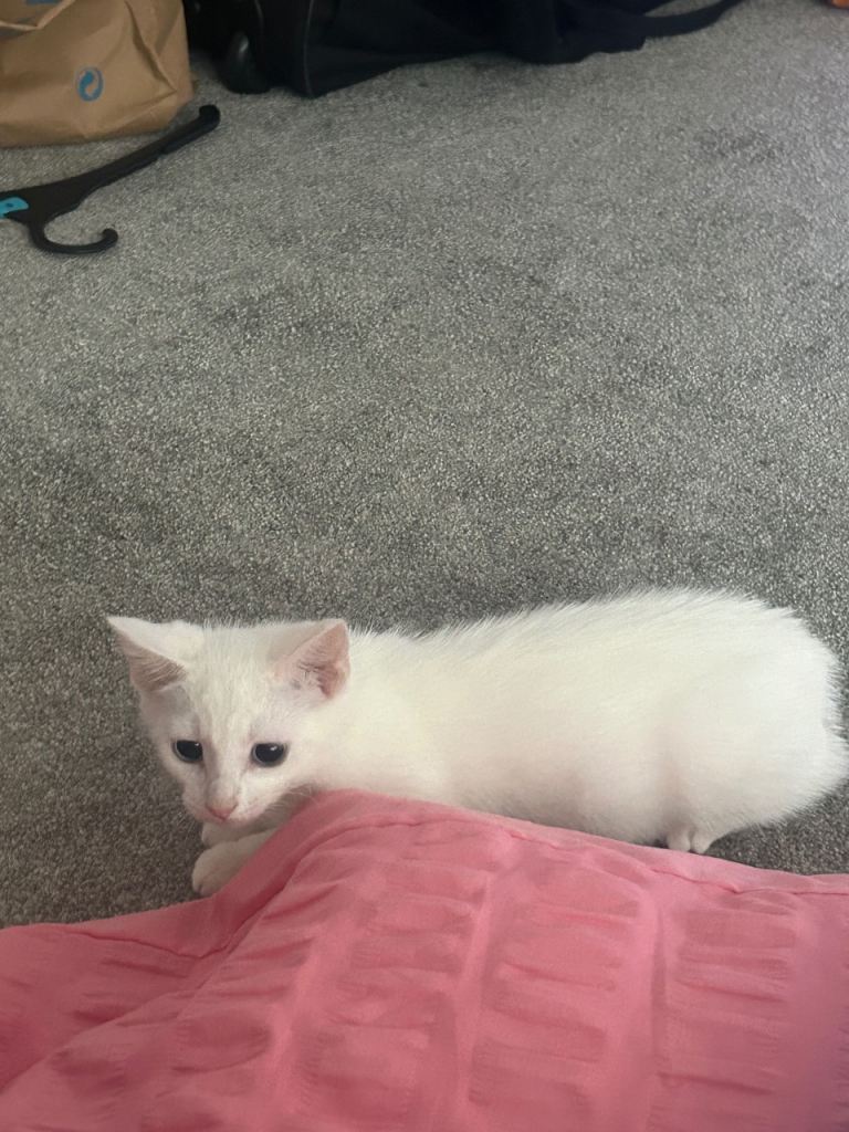 Two male kittens 
