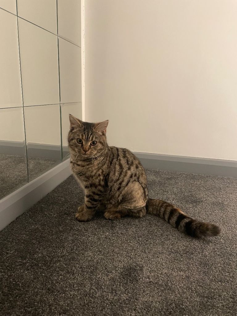 Cat 