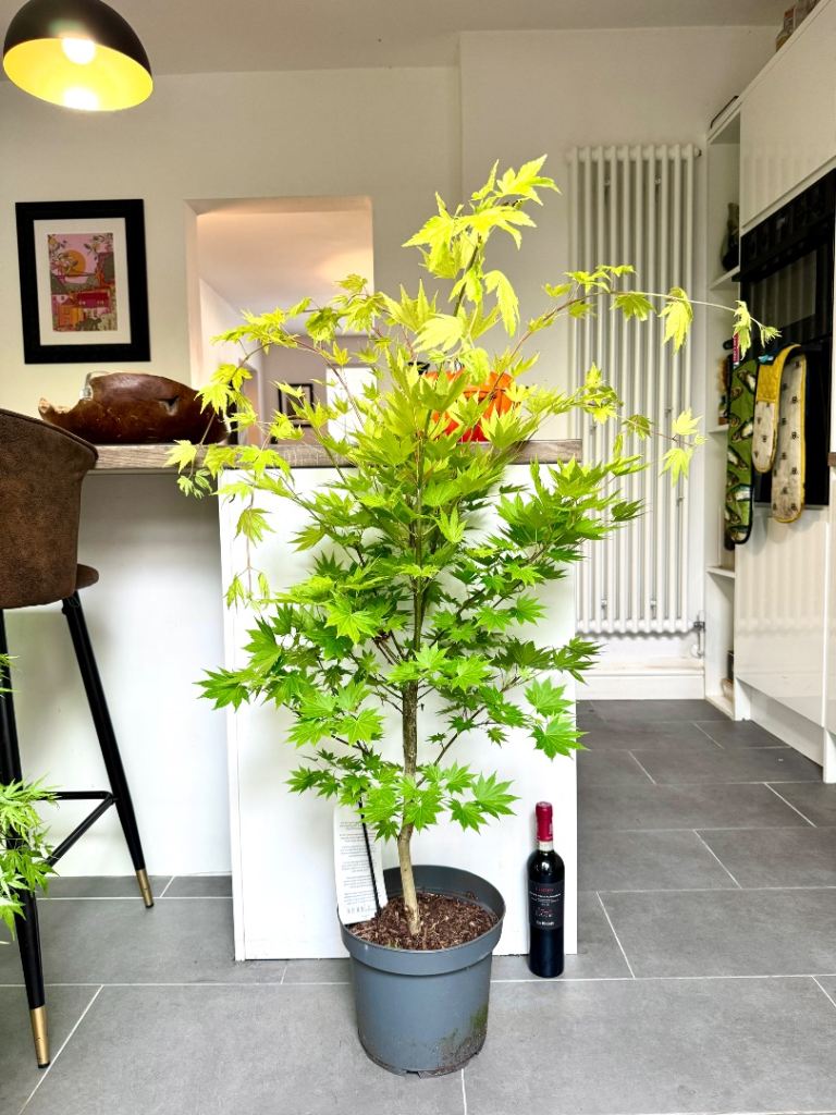 130cm acer shirasawanum Jordan Japanese maple plant tree