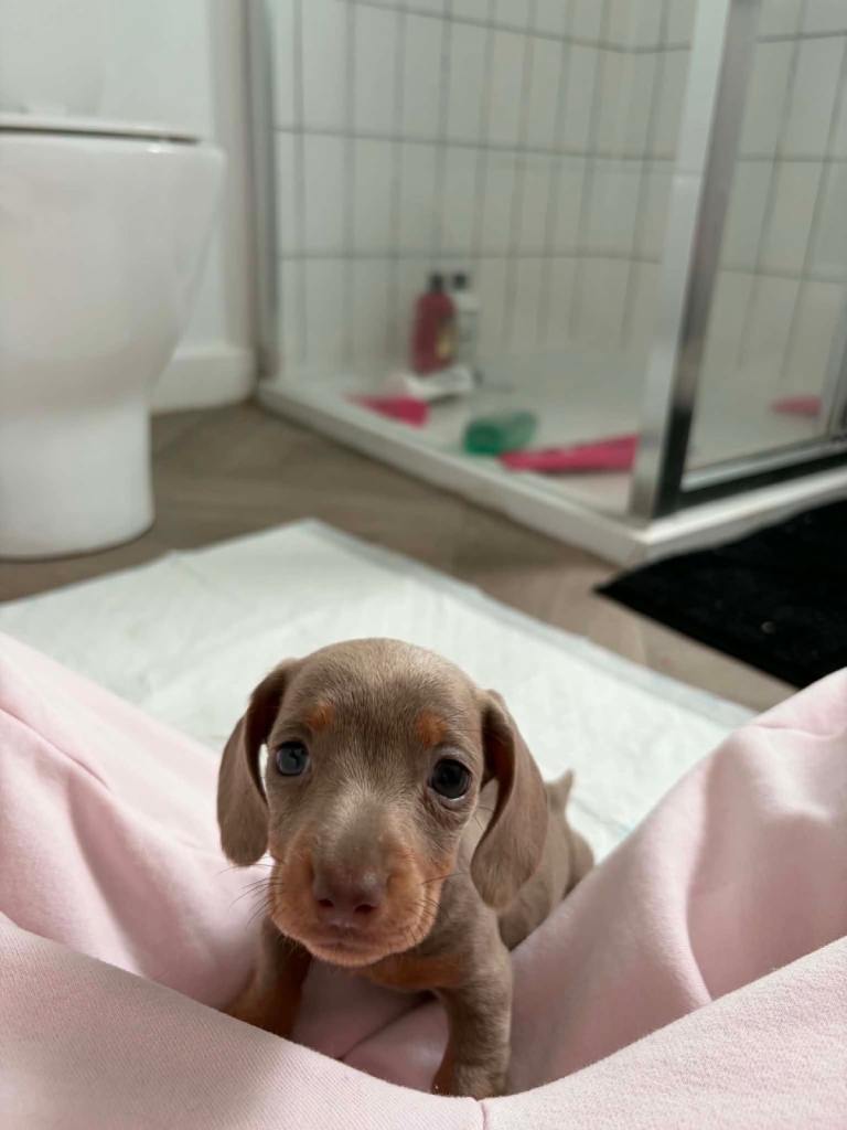 Miniature Dachshunds 