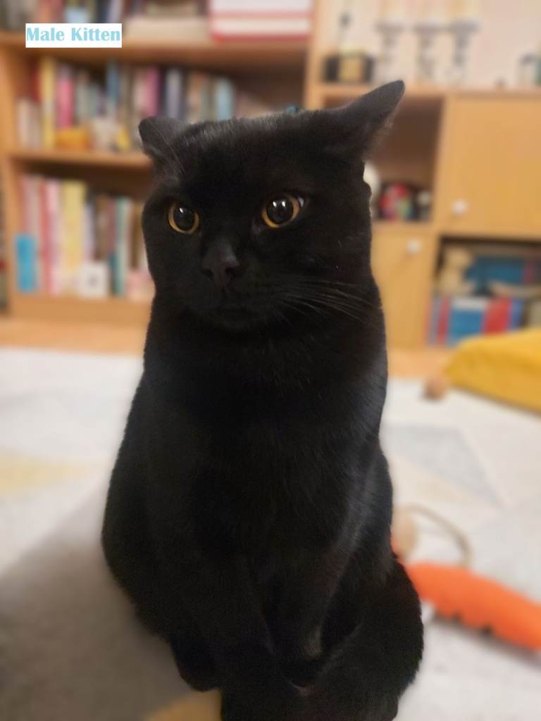 2 kittens are looking for a new home - mom British Shorthair