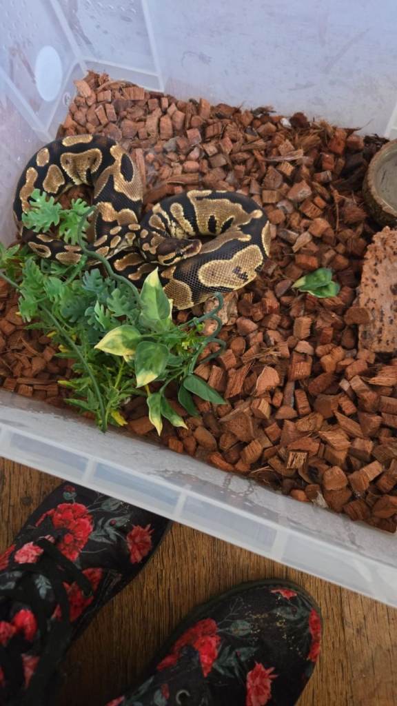 2 ball pythons