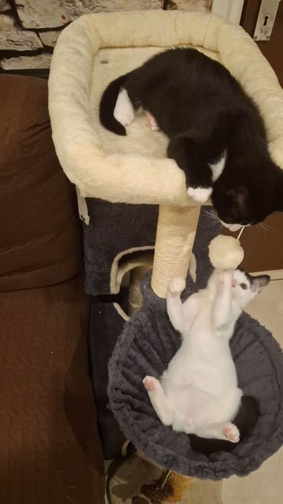 2 friendly playful lovelly male kittens neutered