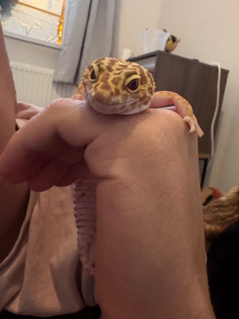 Leopard gecko