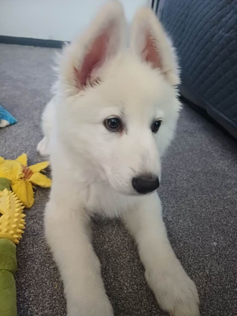 White german shepherd Puppy
