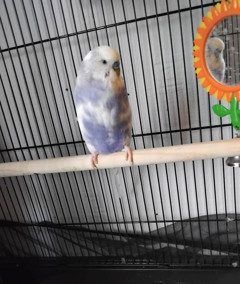 Budgie looking for a good home