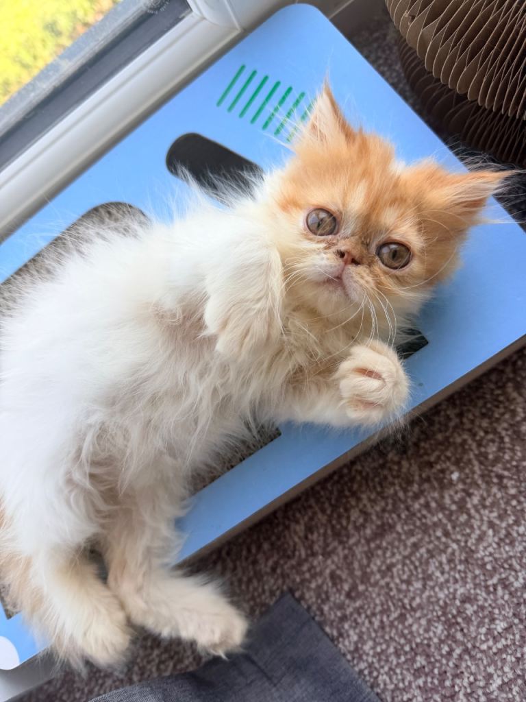 Last kitten 