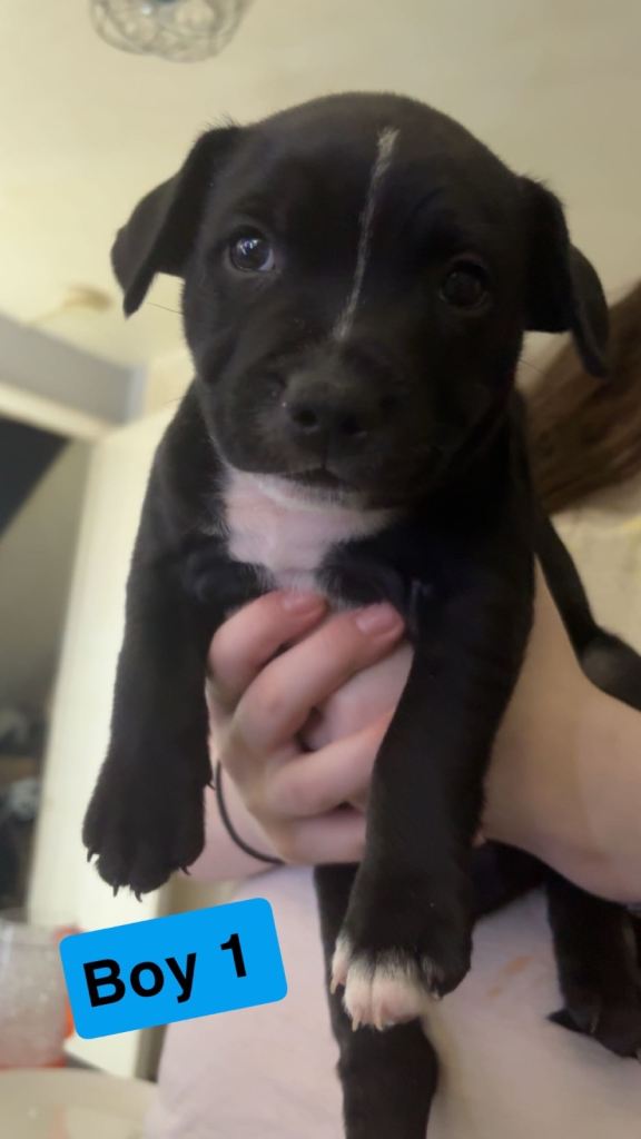 Staffy pups for sale 