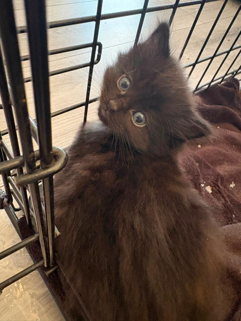Kittens for sale