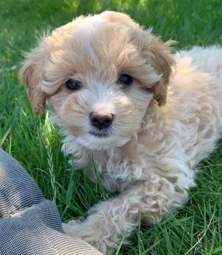 Maltipoo’s