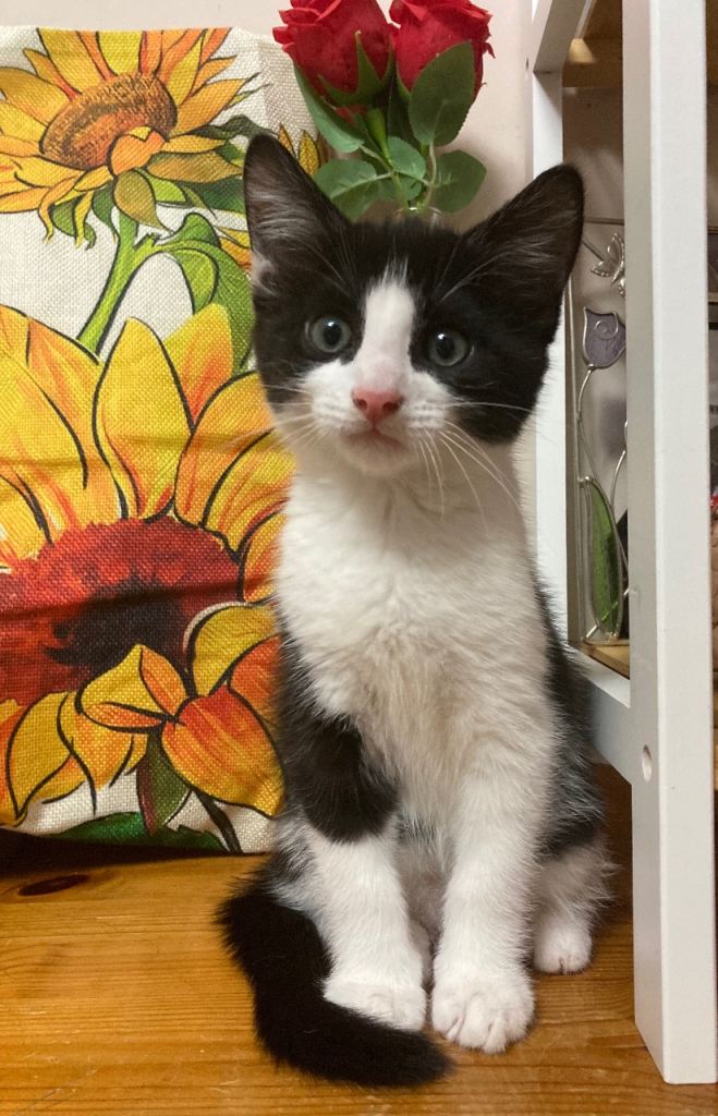 Lovely kittens for sale