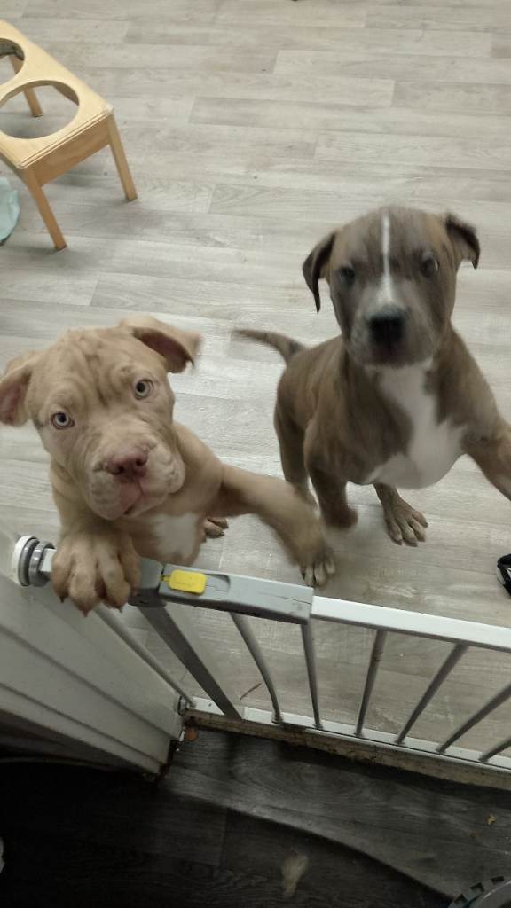 Gorgeous mastiff puppy's 