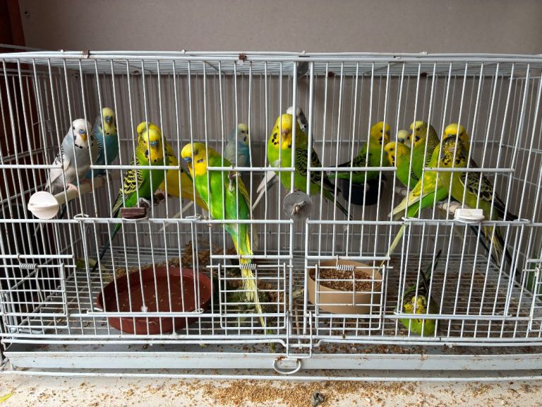 Budgies 