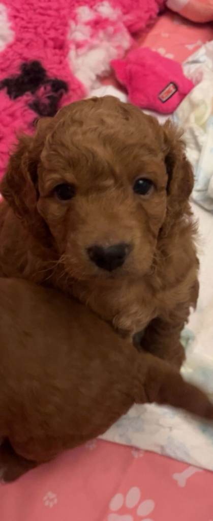 1 Boy Miniature F3 cockapoo 