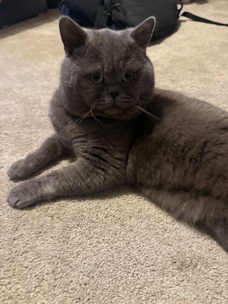 3 Beautiful British Shorthair Kitten