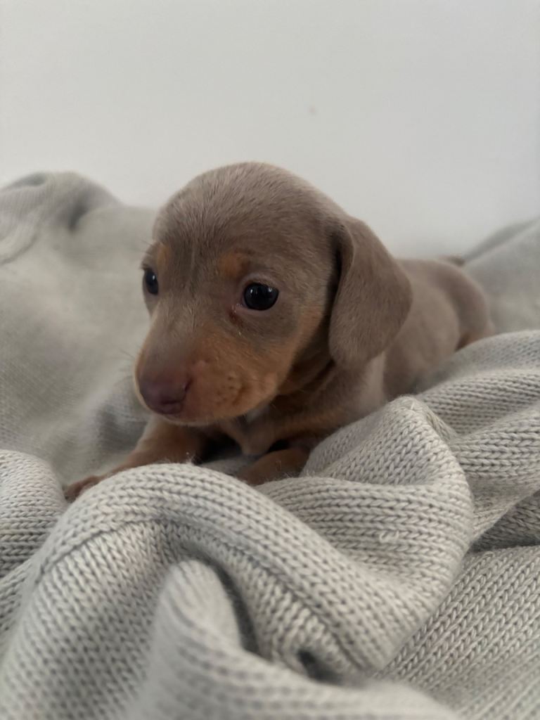 Beautiful miniature dachshund puppies - 1 LEFT