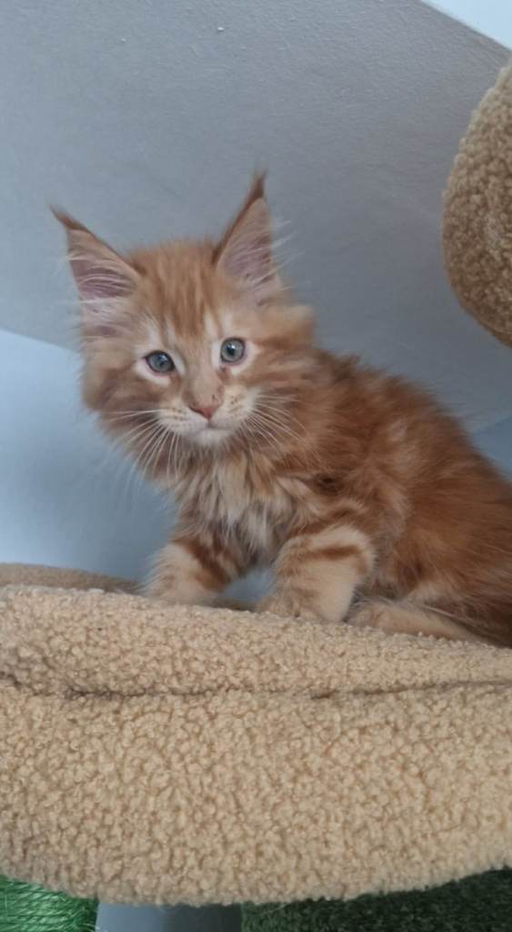 Maine coon kitten Belfast