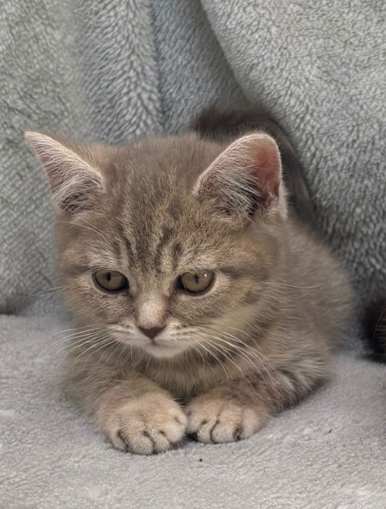British short haired kittens 