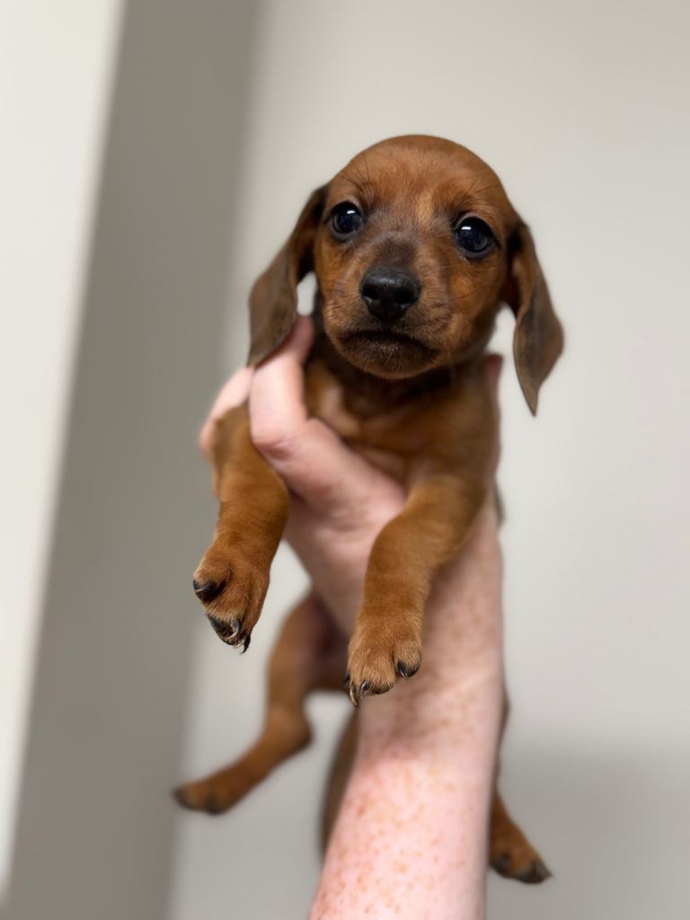 Dapple puppies 