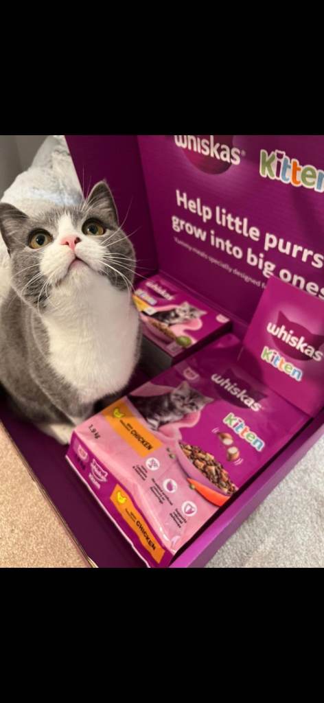 British Shorthair Female 11 month Kitten 