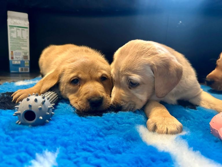 Litter of Labrador Retriever Puppies ready to go now 