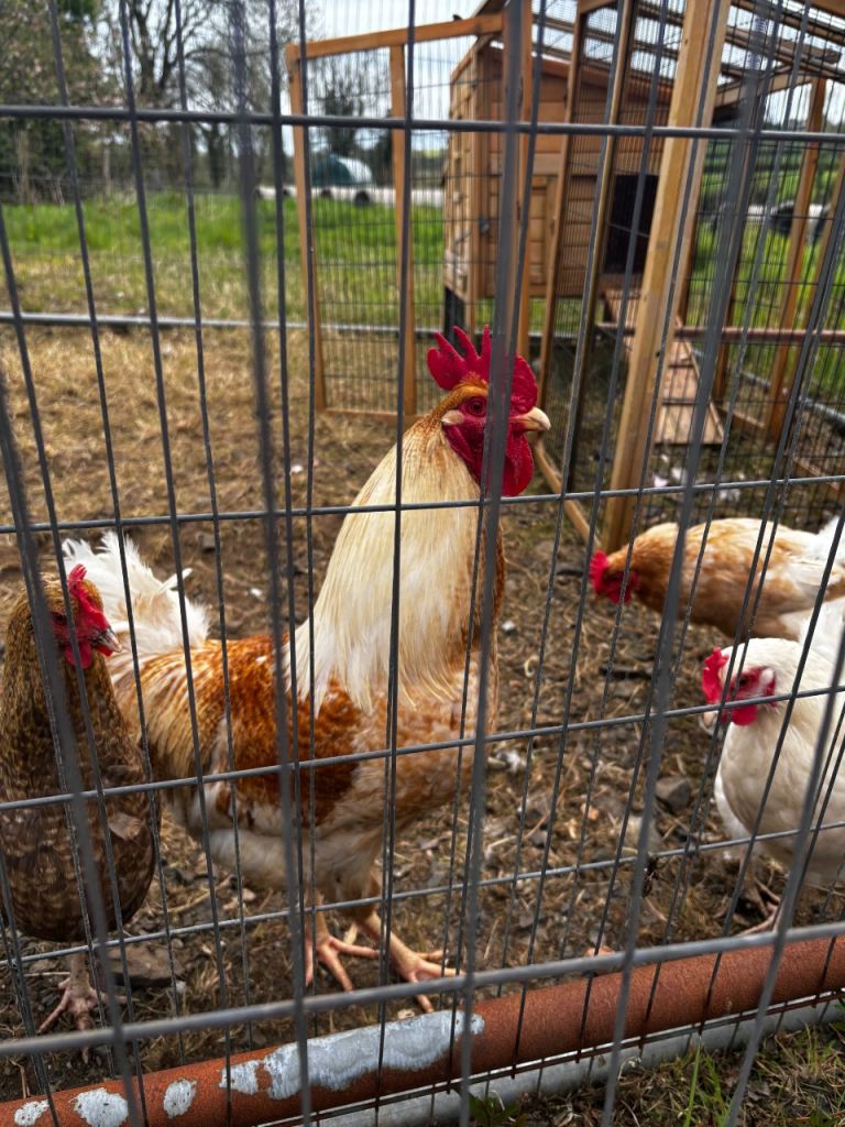 2 roosters for sale £10 each 
