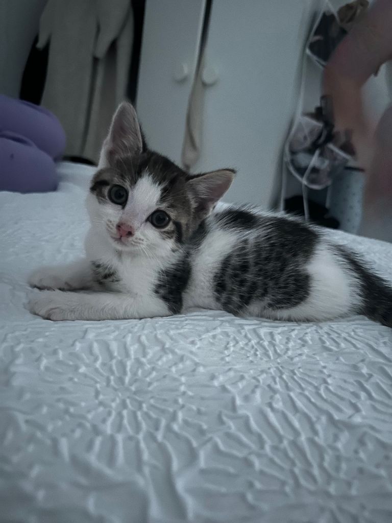 Kitten