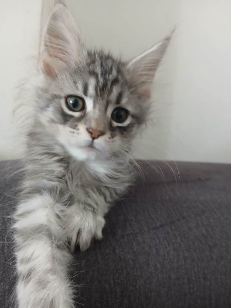 Kitties
