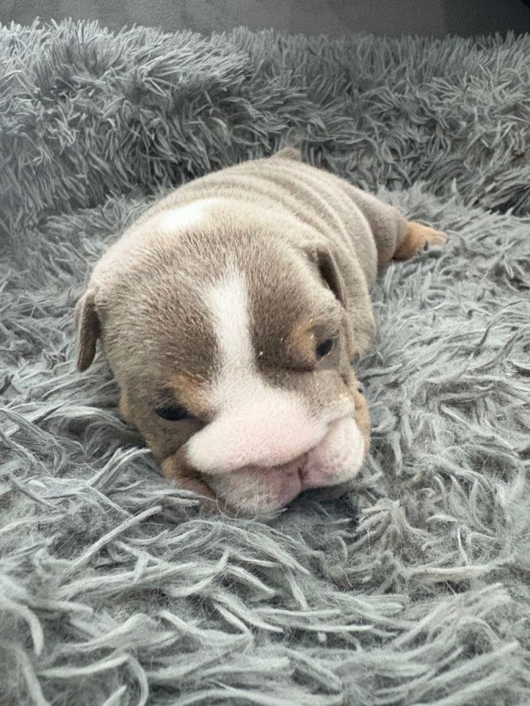English bulldog puppy