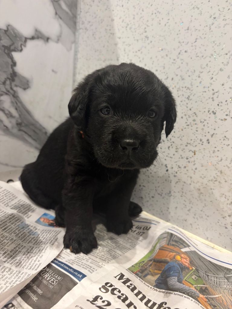 KC Registered Labrador show puppies 