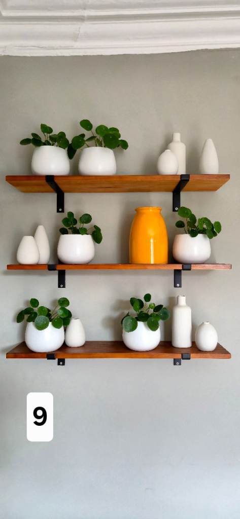 6 Chinese money plants 
