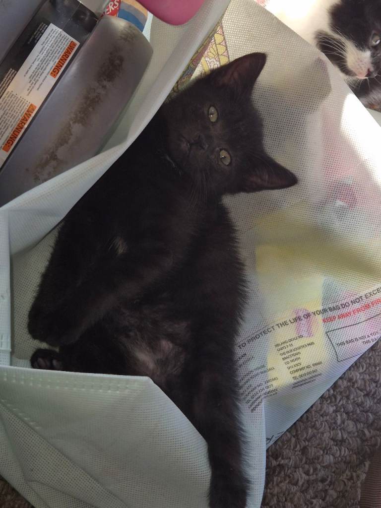 2 female kittens 