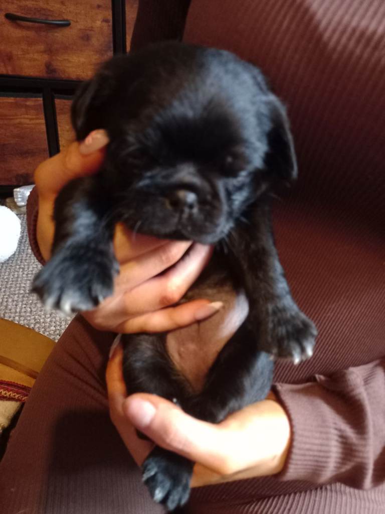 Pug Puppies Dumfries 