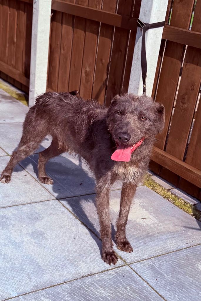 Lurcher 
