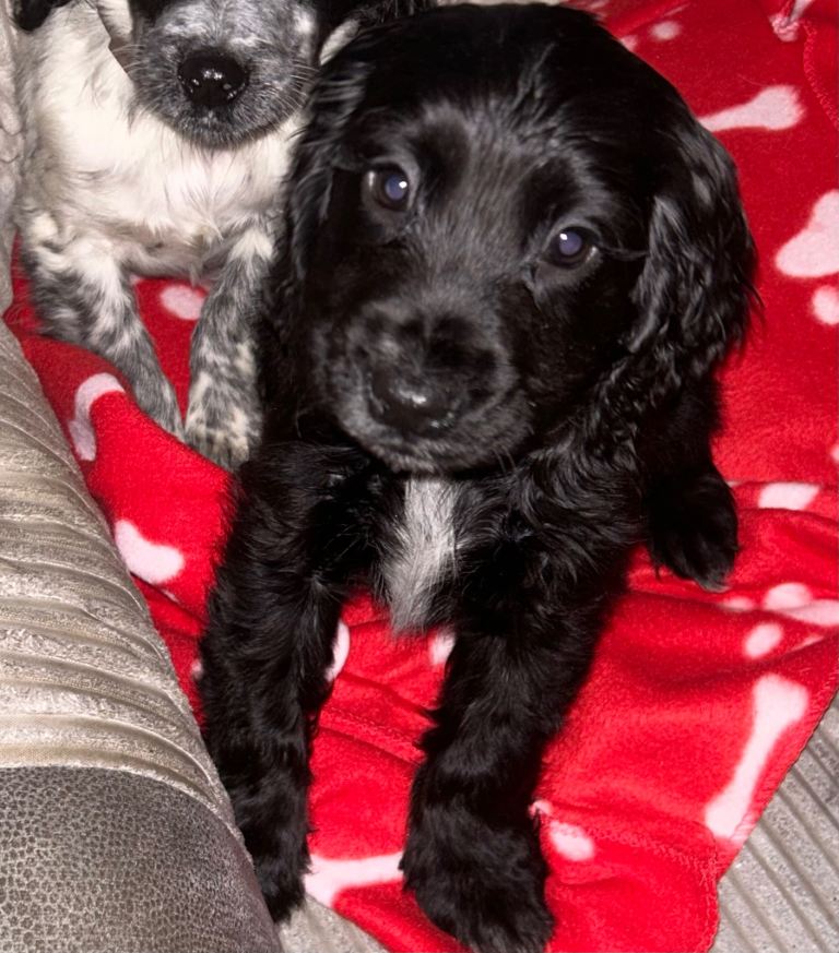Stunning cockapoo puppies 