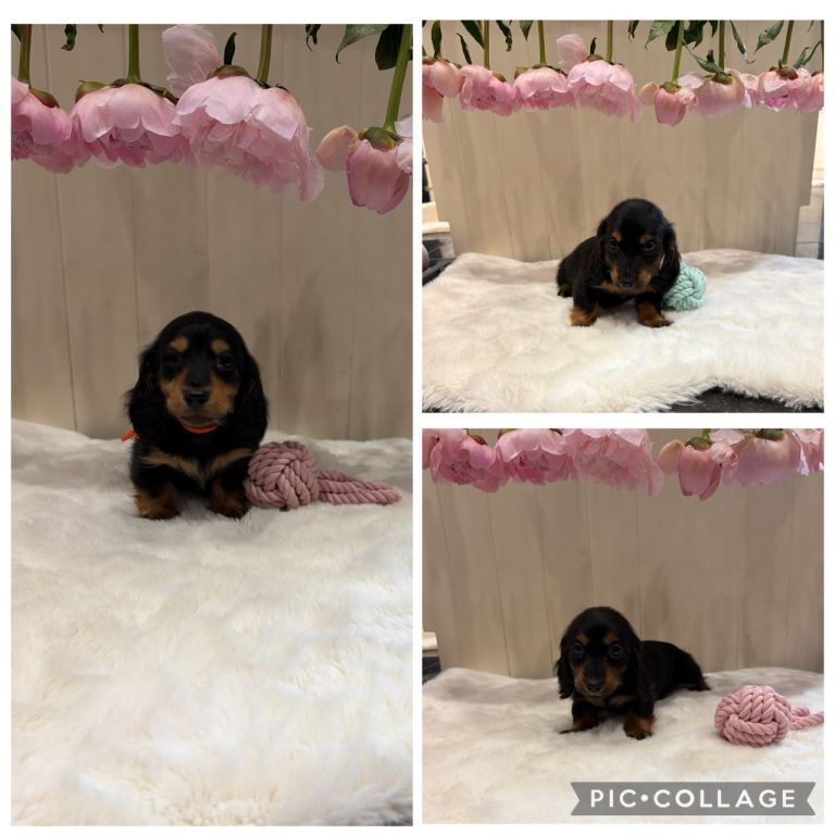 Tiny long haired dachshunds ready now 