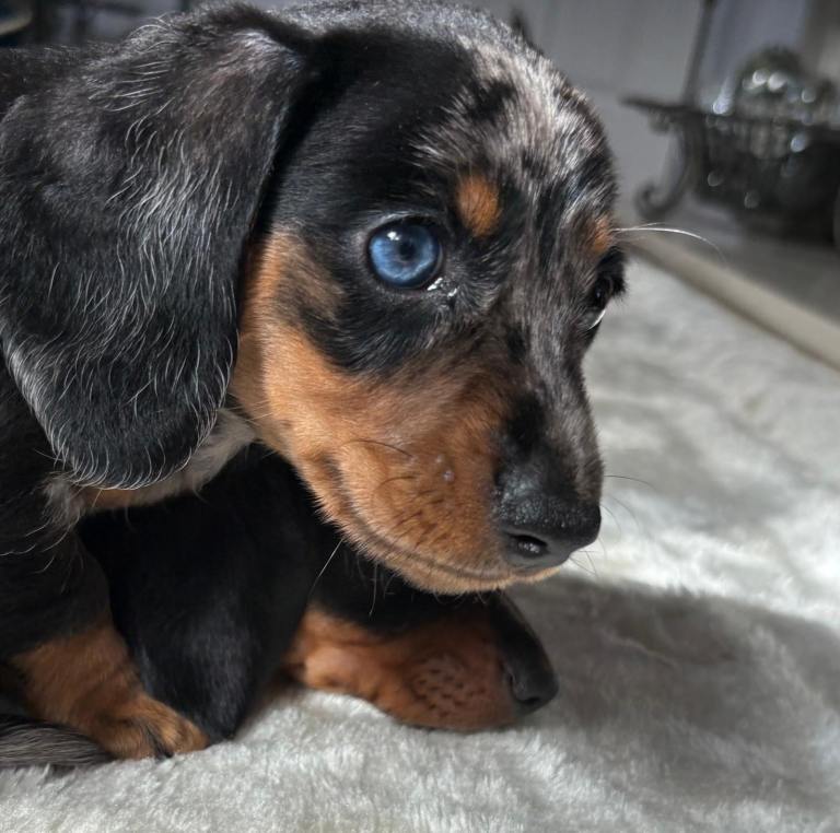 Minature Dachshund Puppies (Excellent Pedigree)