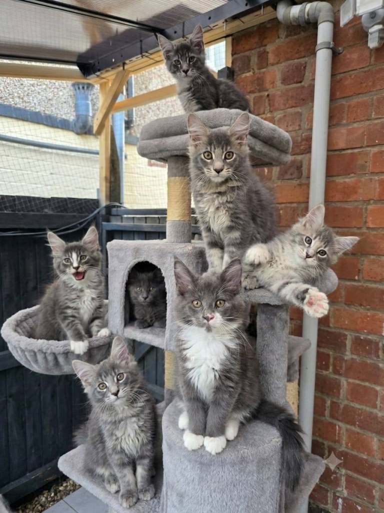 Beautiful Maine Coon Kittens