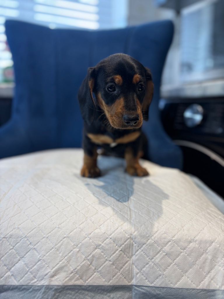 Black & tan female left Miniature dachshund 