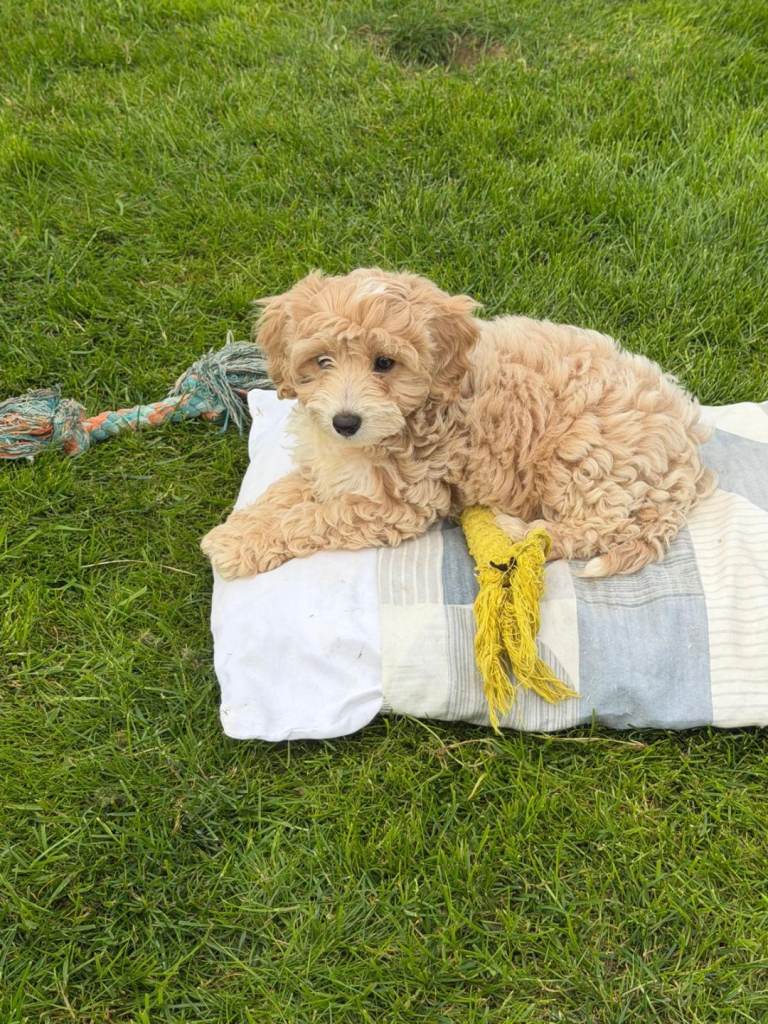 Cavachons