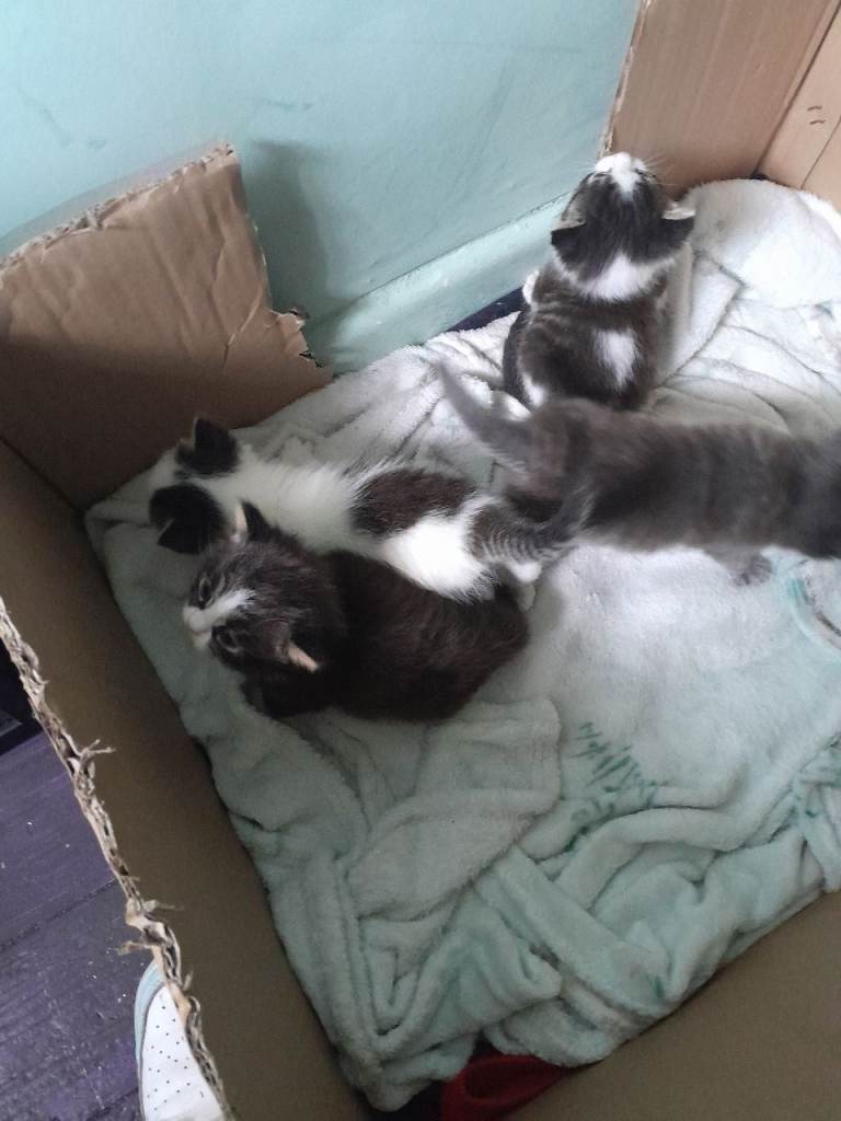 4 kittens all diffent colours 