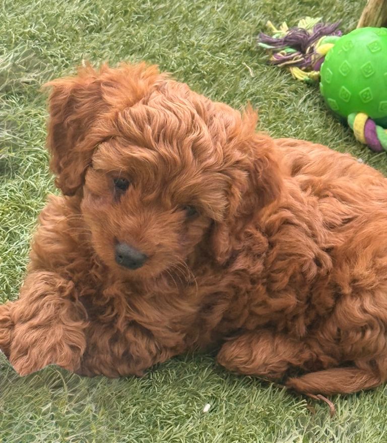 Miniature Cockapoo puppies LAST ONE REMAINING 
