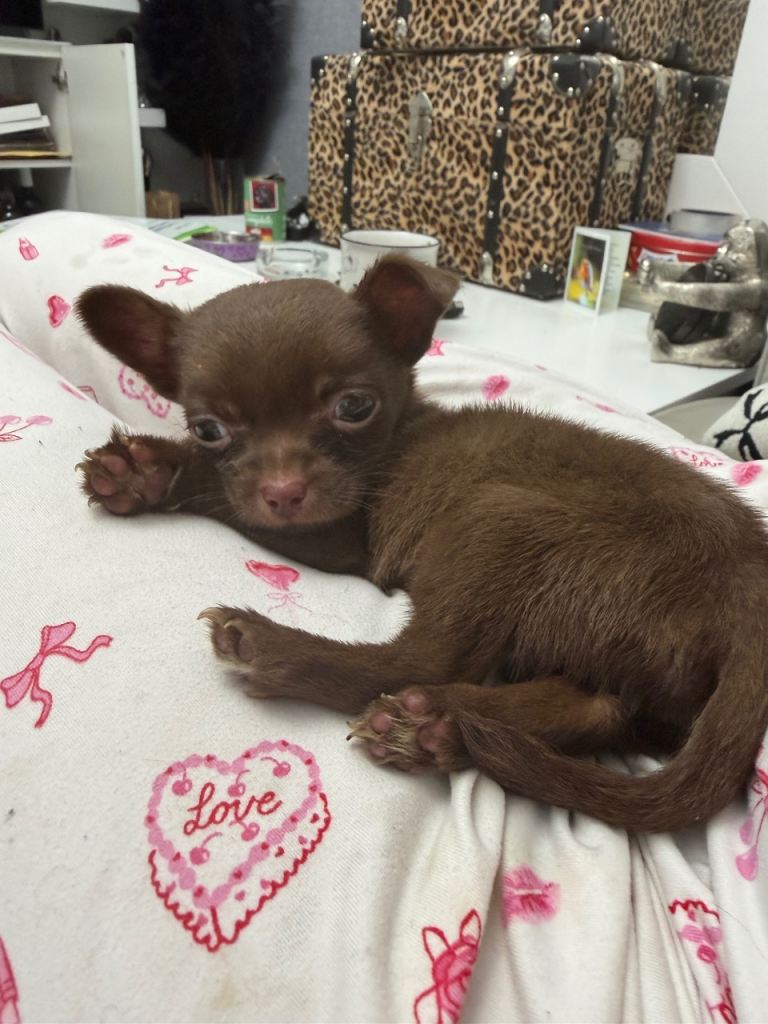 beautiful Chi boy puppy